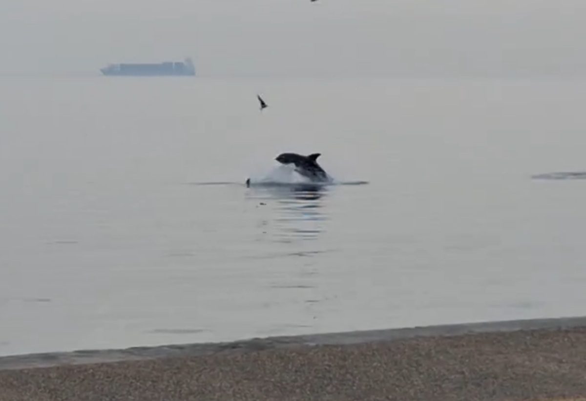 Θεσσαλονίκη: Δελφίνια έκαναν βουτιές στον Θερμαϊκό μπροστά στην παραλία – Δείτε βίντεο