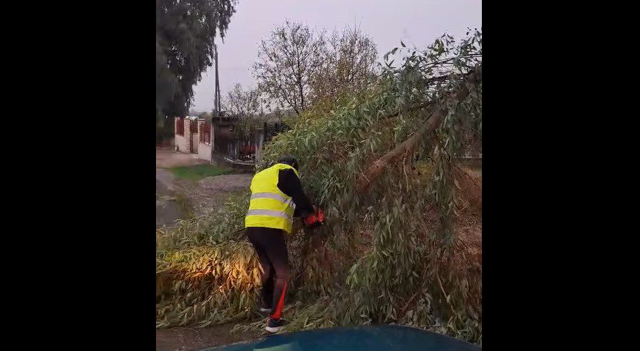 Σοβαρά προβλήματα από την κακοκαιρία στην Εύβοια: Έπεσε δέντρο σε κεντρικό δρόμο