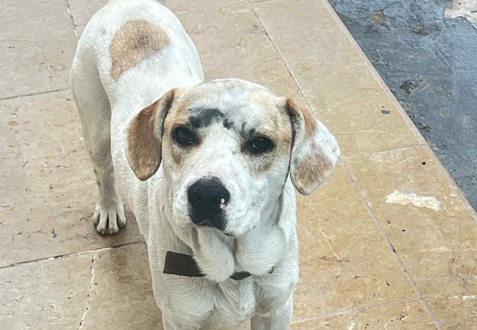 SOS στην Εύβοια: Χάθηκε σκυλάκι στο Νησί των Ονείρων SOS στην Εύβοια: Χάθηκε σκυλάκι στο Νησί των Ονείρων