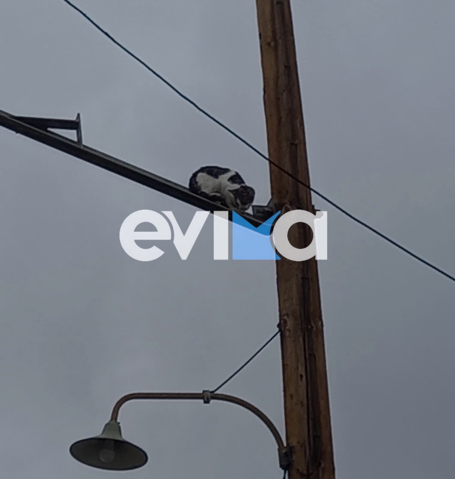 Γάτα εγκλωβίστηκε σε κολώνα της ΔΕΗ στην Εύβοια (εικόνες)