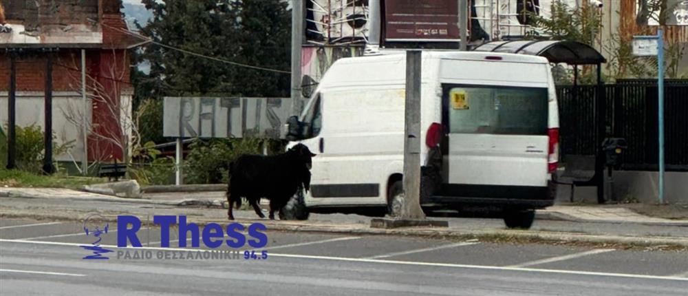 Τροχαίο με κατσίκι στη Θεσσαλονίκη- Τι συνέβη με το ζώο