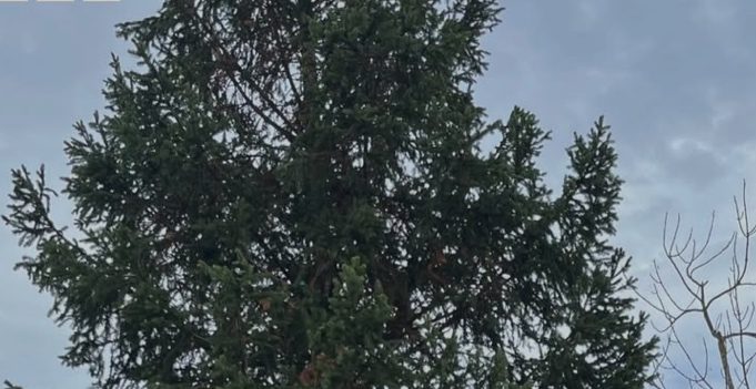 Χριστουγεννιάτικο δέντρο «από τα Temu»: Οργή κατοίκων μόλις το αντίκρισαν (video)