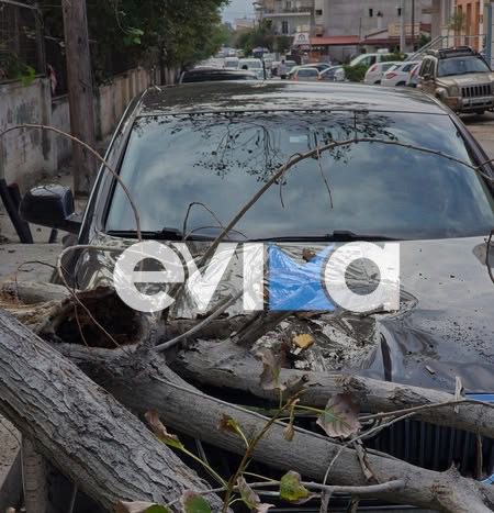 Παραλίγο τραγωδία στη Χαλκίδα – Δέντρο καταπλάκωσε αυτοκίνητο έξω από στάση λεωφορείου (εικόνες)