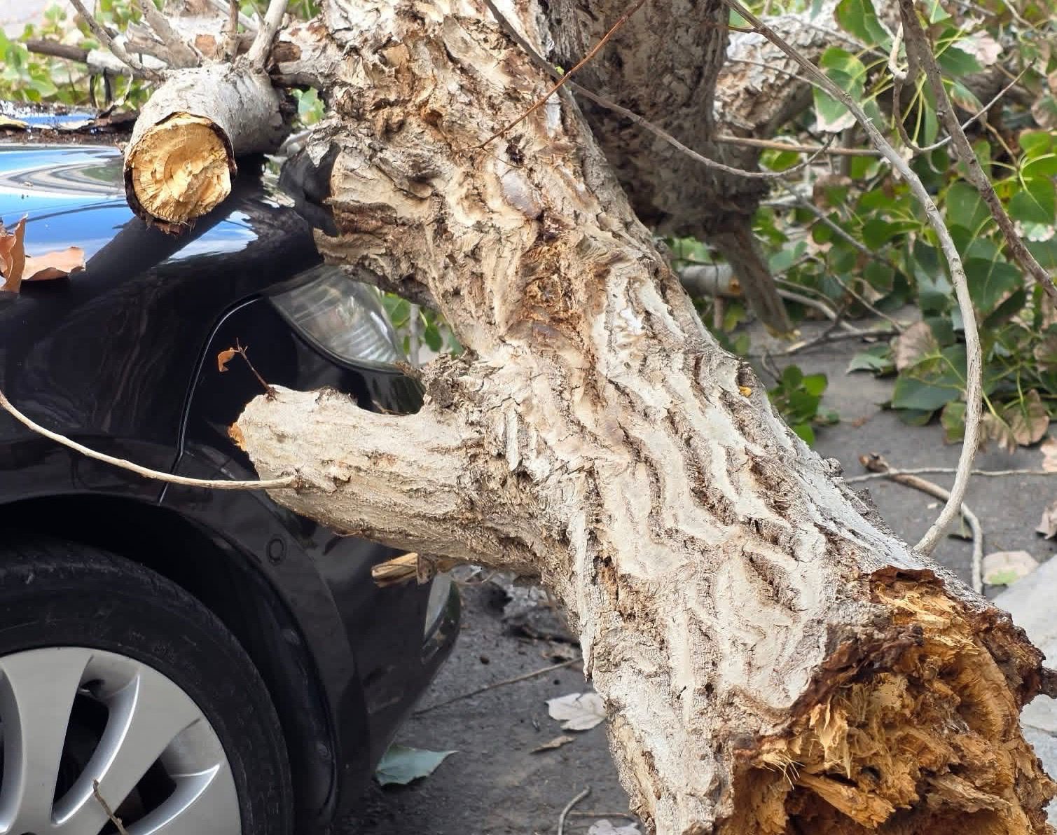 Παραλίγο τραγωδία στη Χαλκίδα – Δέντρο καταπλάκωσε σταθμευμένο αυτοκίνητο (εικόνες)