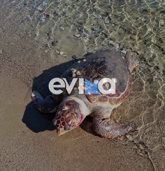 Θλίψη στην Ερέτρια: Πολίτης εντόπισε νεκρή θαλάσσια χελώνα