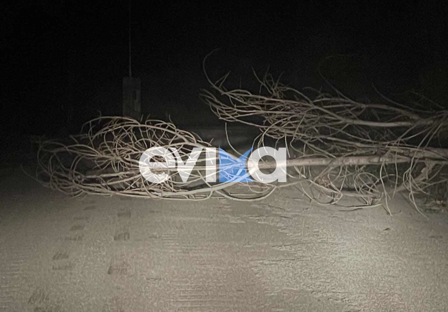 Εύβοια: Κλαδιά δέντρων έπεσαν σε κεντρικό δρόμο
