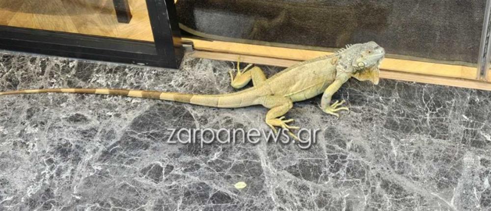 Χανιά: Ιγκουάνα έκανε βόλτες στο κέντρο της πόλης μπροστά σε βιτρίνα με Χριστουγεννιάτικα (vid)