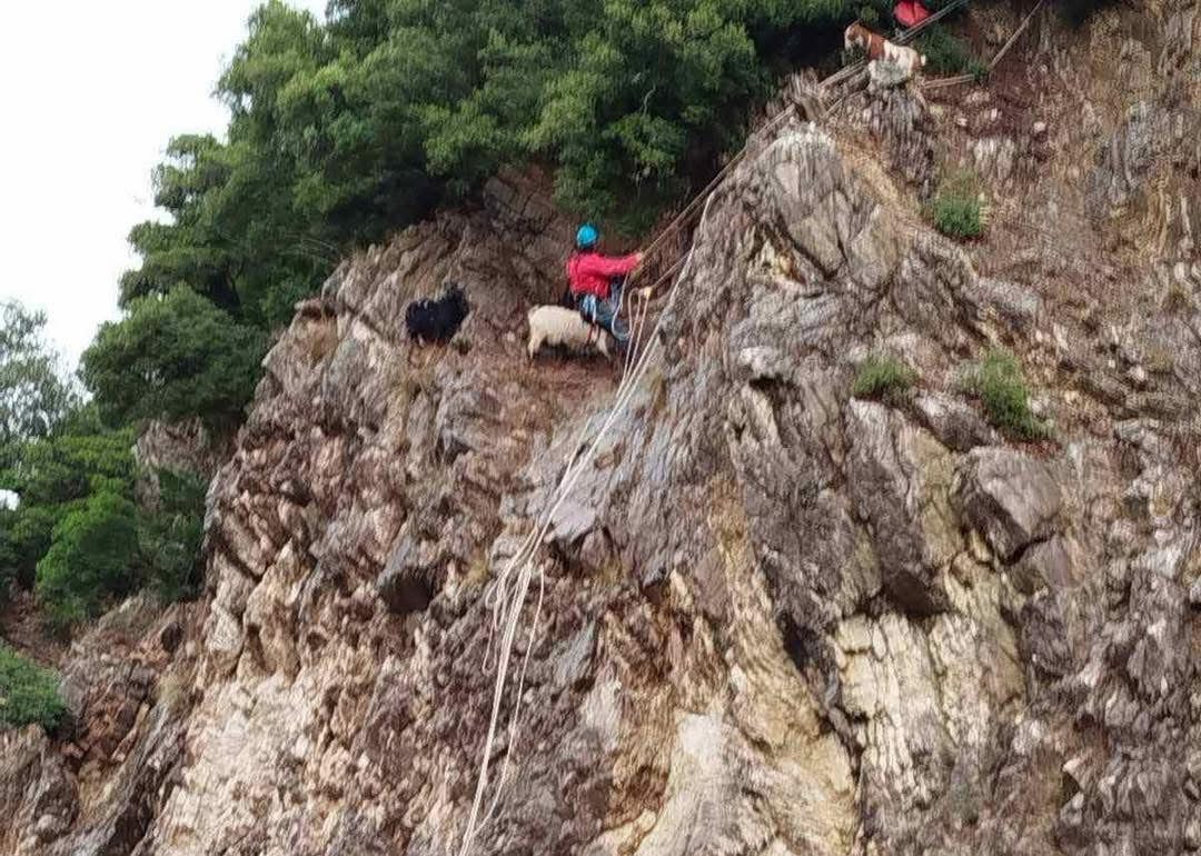 Πυροσβέστες και διασώστες έσωσαν κατσίκες από τα βράχια – Εικόνες