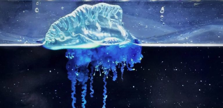 SOS: Νέο είδος δηλητηριώδους μέδουσας στις θάλασσες- Τι πρέπει να ξέρουμε