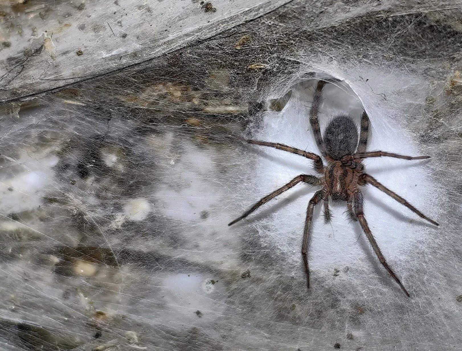 Δείτε σε ποιο μέρος κοντά στην Ελλάδα βρίσκεται ο μεγαλύτερος ιστός αράχνης