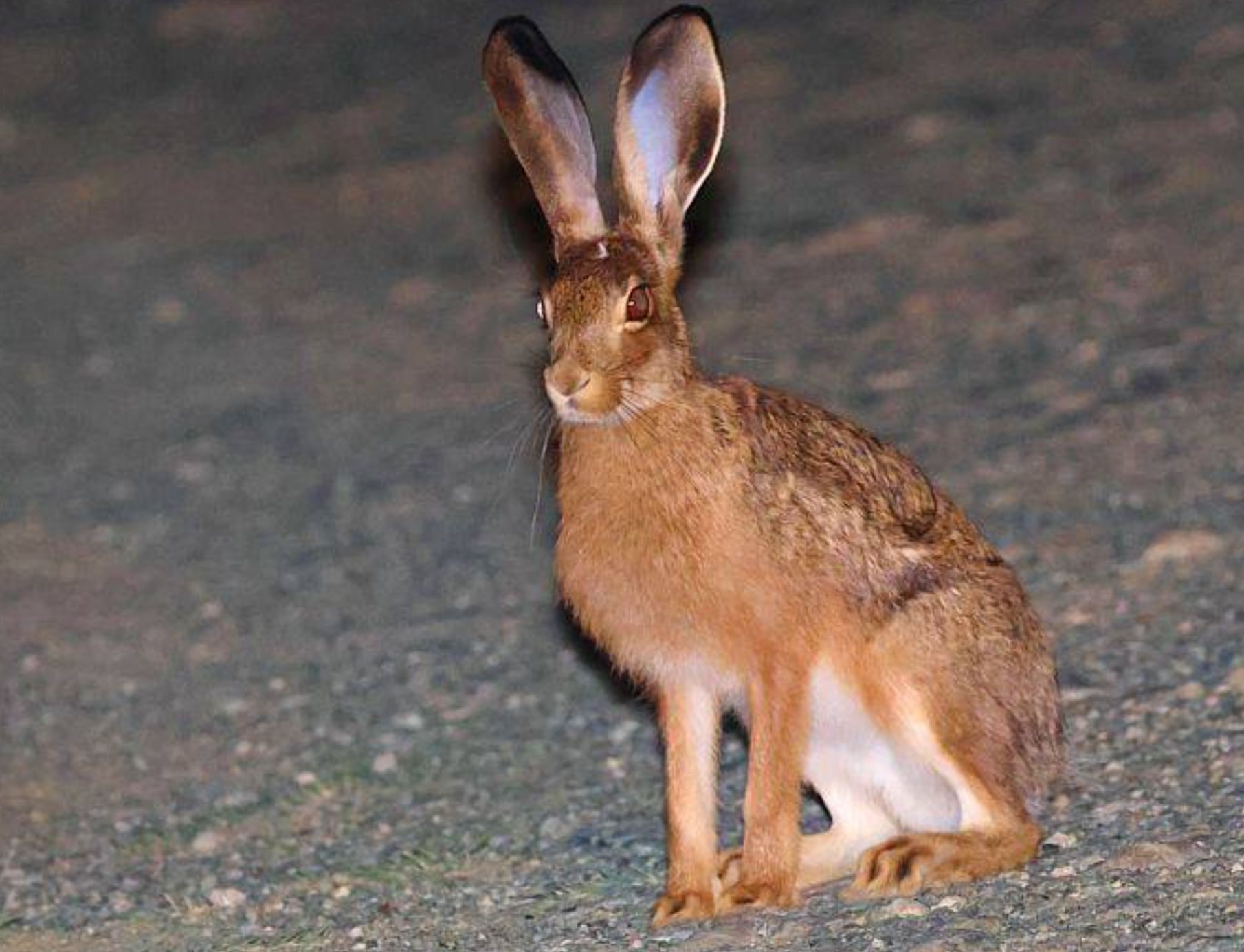 Sos για τους λαγούς στην Εύβοια: Τι έχει συμβεί