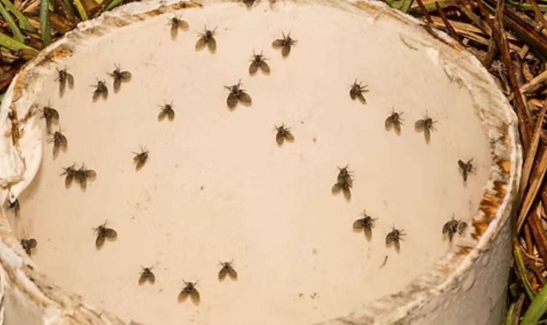 Πανικός με χιλιάδες έντομα στην Εύβοια – Τι έχει συμβεί