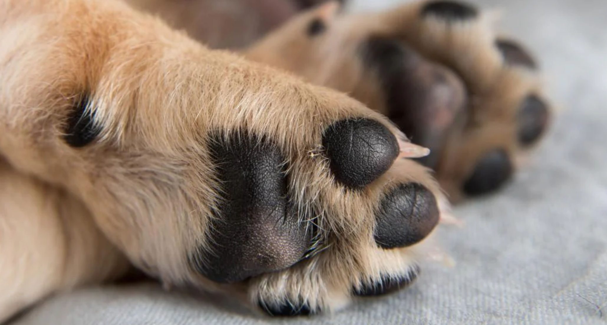 Εύβοια: Μεγάλη ανάγκη για τρία κουταβάκια – Διαγνώστηκαν με τύφο