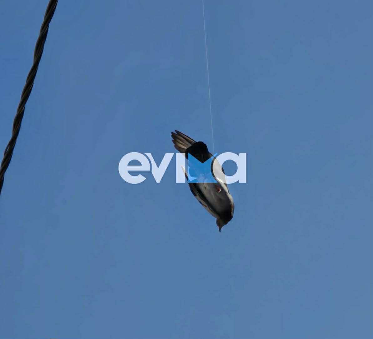 Αναστάτωση το πρωί της Πέμπτης σε δημαρχείο της Εύβοιας – Δείτε τι έγινε