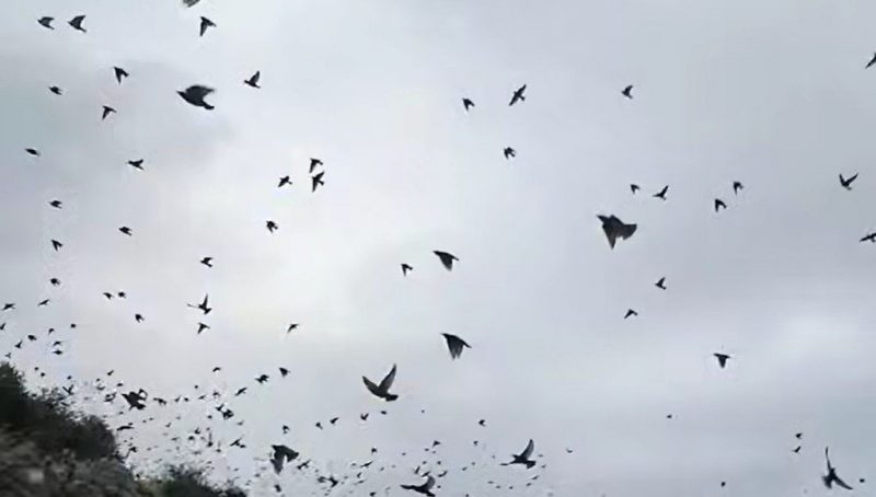 Εντυπωσιακή εικόνα από την Εύβοια – Ψαρόνια «χορεύουν» στον ουρανό