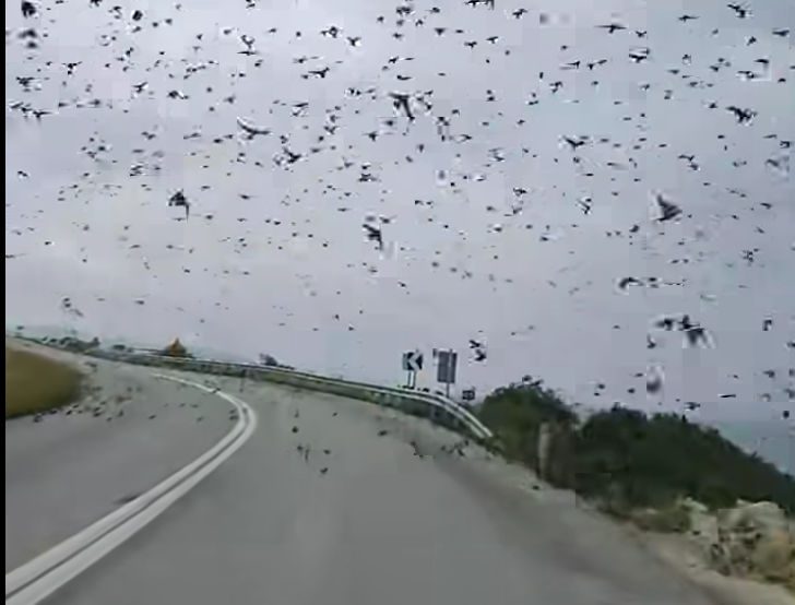 Χιλιάδες ψαρόνια σε εκπληκτικούς σχηματισμούς στον ουρανό της Εύβοιας – Δείτε βίντεο