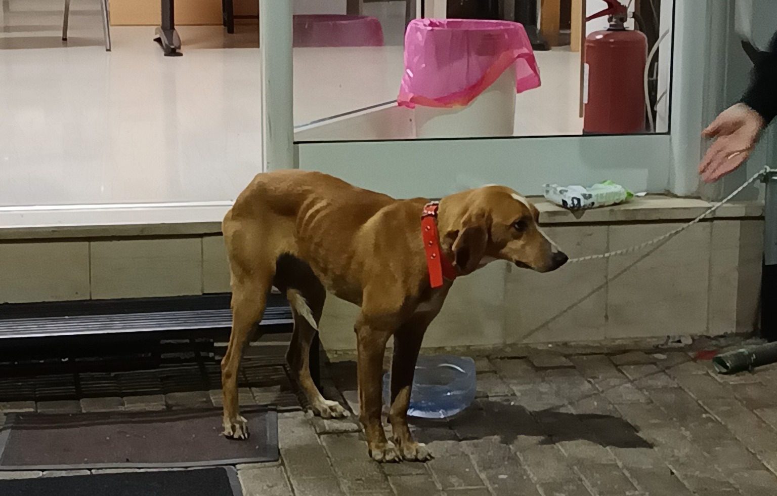 Μεγαλόπολη: Πέταξαν σκύλο στα σκουπίδια μέσα σε τσουβάλι – Εικόνες