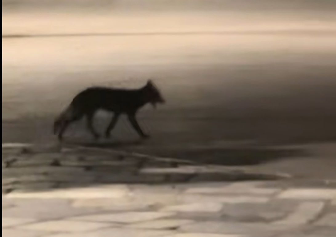 Απίστευτο περιστατικό στη Χαλκίδα: Αλεπού κόβει βόλτες στην παραλία – Βίντεο