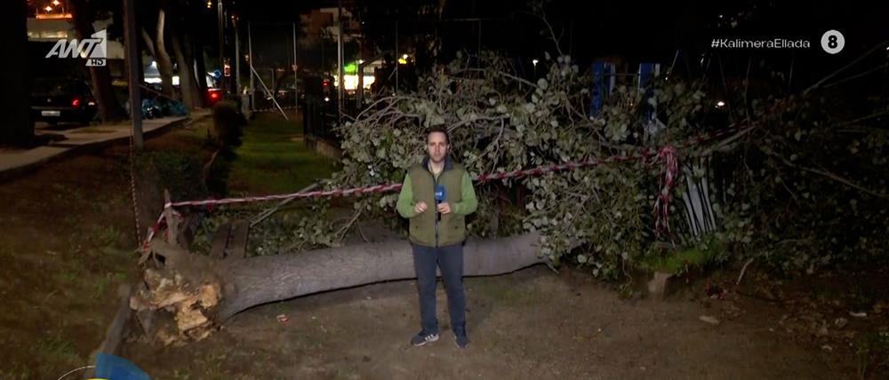 Τεράστιο δέντρο έπεσε μέσα σε παιδική χαρά στο Χαϊδάρι