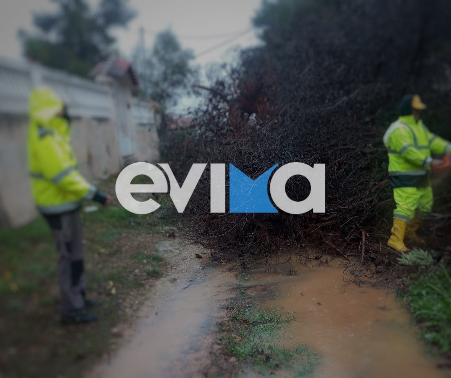 Κακοκαιρία στην Εύβοια: Επεσε μεγάλο δέντρο σε δρόμο (εικόνες)