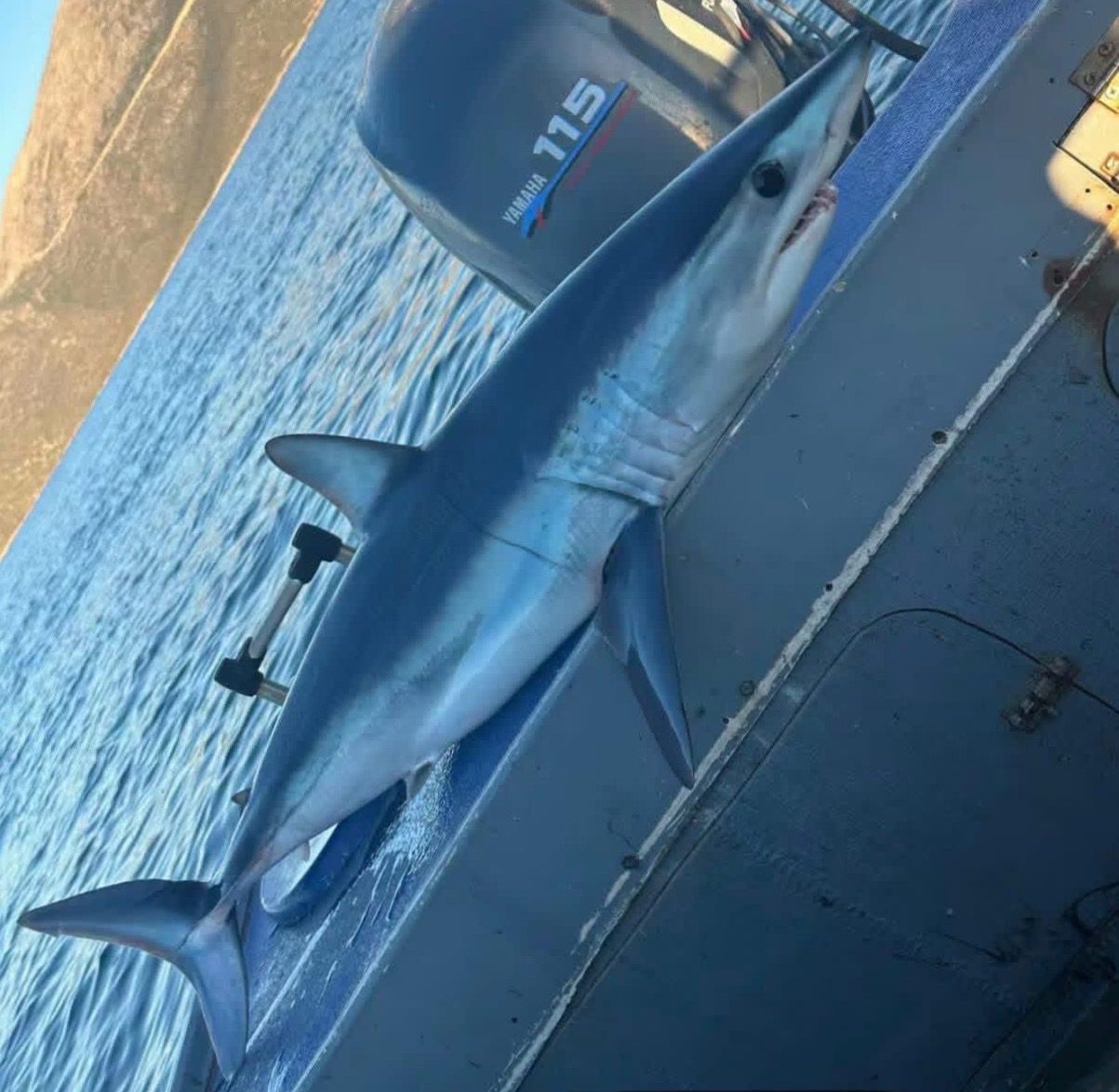 Συναγερμός στη Νότια Εύβοια: Ψάρεψαν τον επικίνδυνο Καρχαρία Μακό