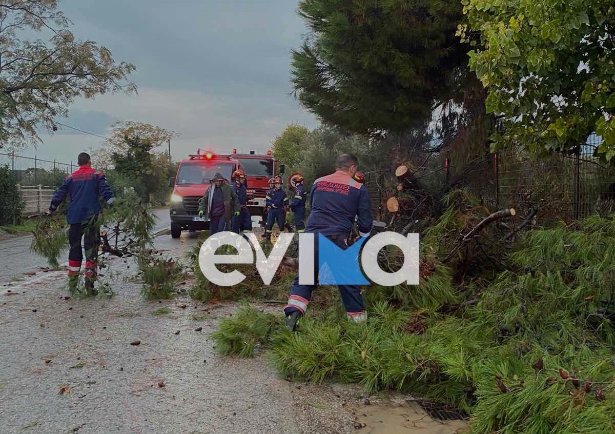 Συναγερμός στην Εύβοια: Επί ποδός οι Αρχές, απομάκρυναν το δέντρο που έπεσε σε κεντρικό δρόμο (εικόνες)