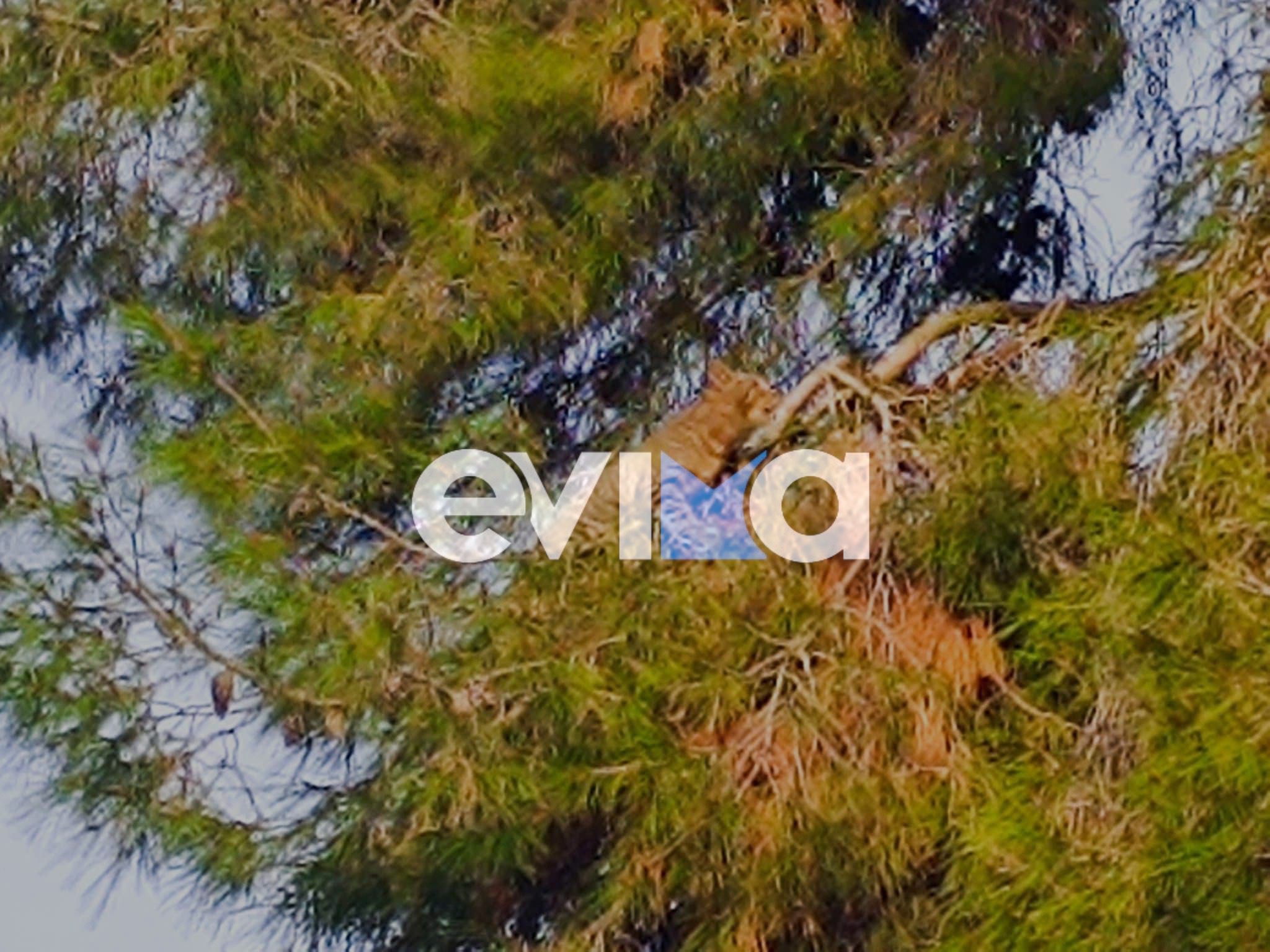 Εύβοια: Γάτος εγκλωβίστηκε σε δέντρο ύψους 15 μέτρων – Η σωτήρια επέμβαση διάσωσης