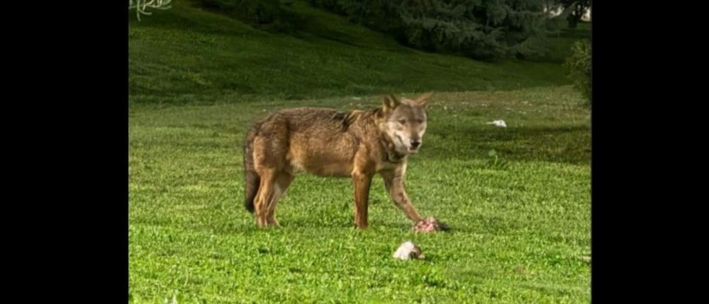 Λύκος εμφανίστηκε στο Πανόραμα Θεσσαλονίκης και αναστάτωσε τους κατοίκους