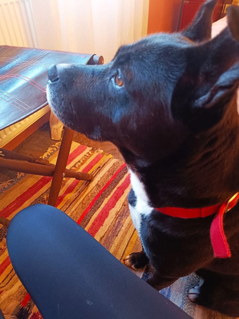 Αγωνία στην Εύβοια: Αγνοείται ο Κόκο από την περιοχή Κάραβος