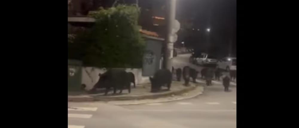 Αγριογούρουνα στους δρόμους του Πανοράματος στη Θεσσαλονίκη