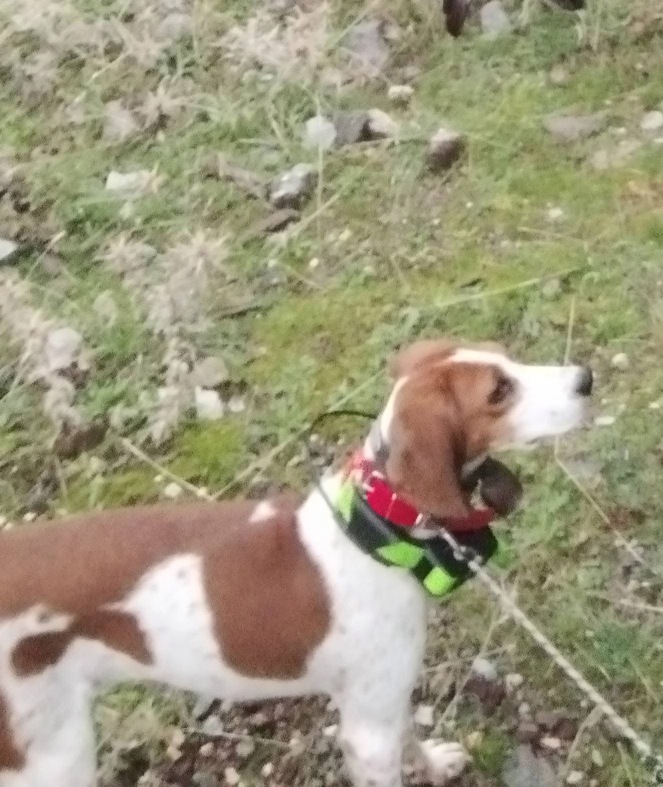 Εύβοια: SOS! Χάθηκαν δύο σκυλιά σε περιοχή της Κύμης