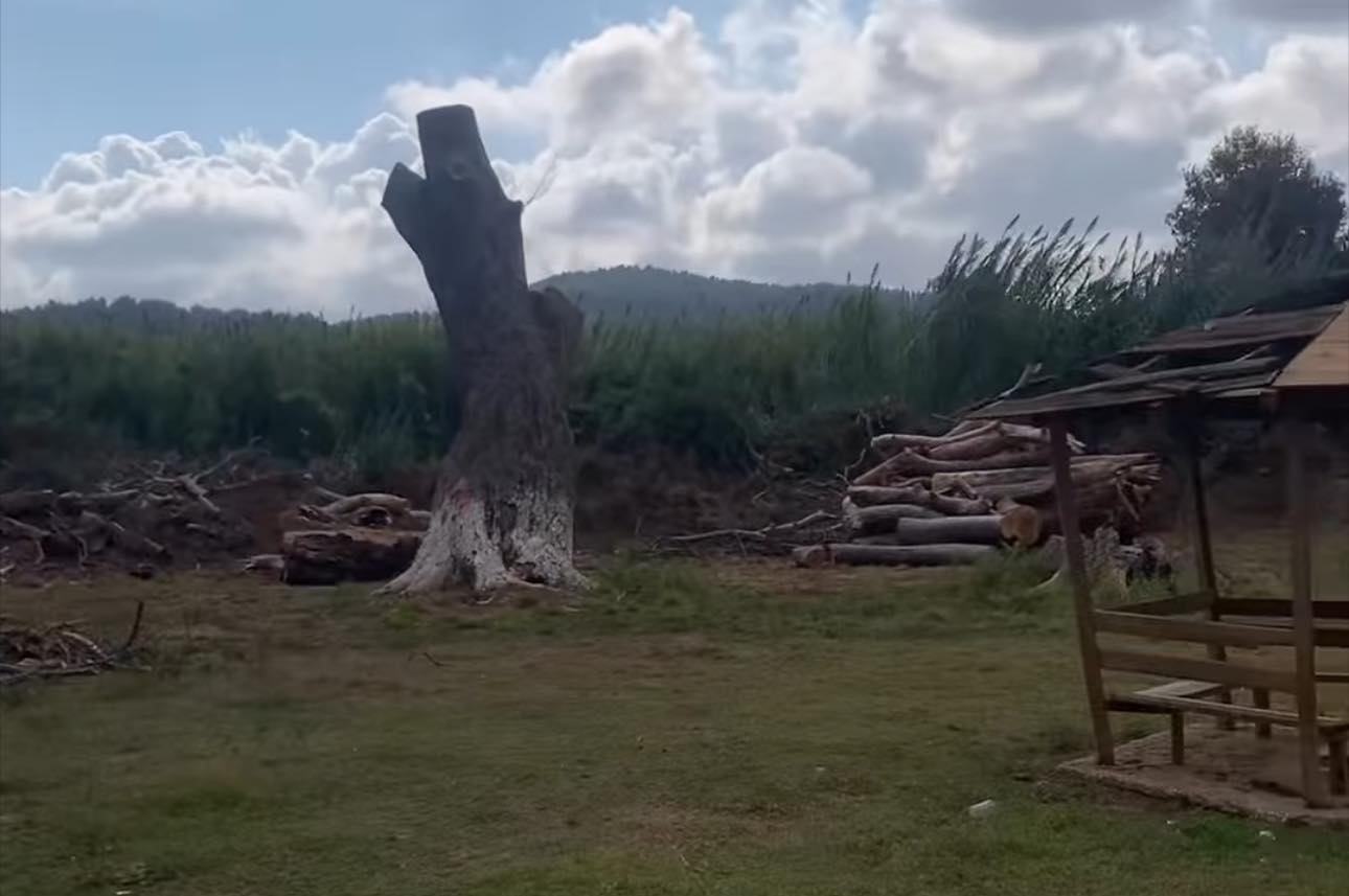 Δεντροφύτευση στο Κυμάσι Μαντουδίου — Μια Αλυσίδα Αγάπης και Ελπίδας