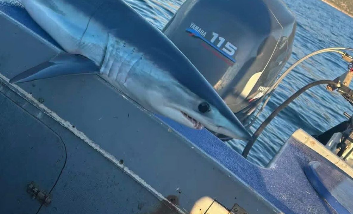 Τρόμος σε παραλία της Εύβοιας: Αυτός είναι ο επικίνδυνος καρχαρίας που εντοπίστηκε