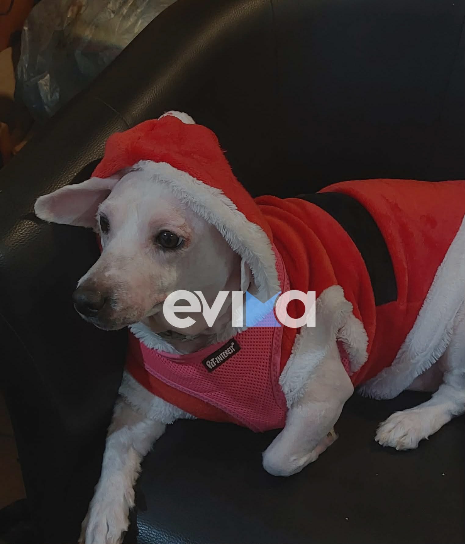 Η σκυλίτσα της Εύβοιας που ντύθηκε Αγιοβασιλίτσα και…έγινε viral! Δείτε βίντεο