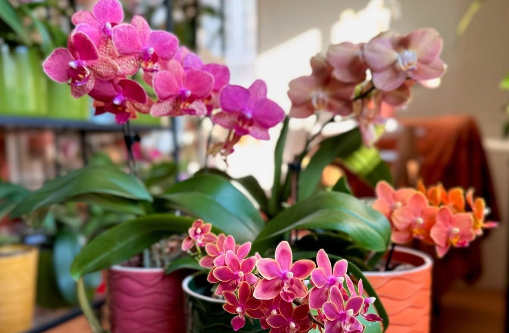 Ποιο σημείο στο σπίτι είναι… μαγικό για τις ορχιδέες σας