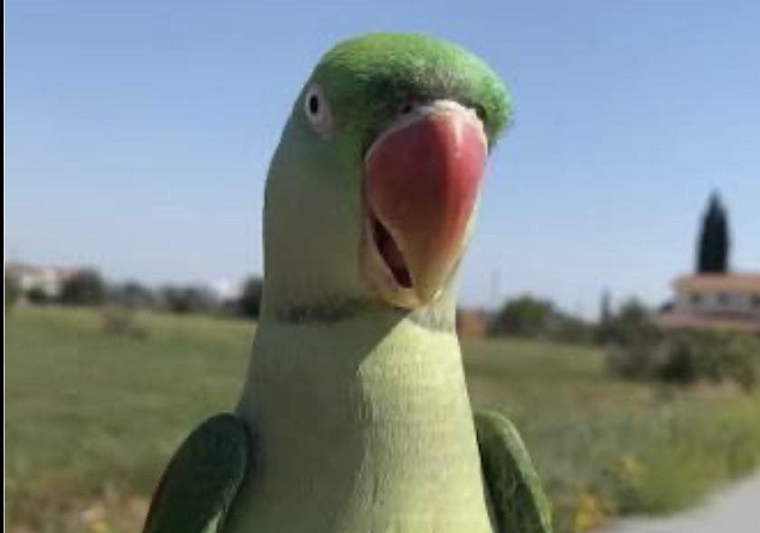 Συναγερμός στην Εύβοια: Χάθηκε παπαγάλος
