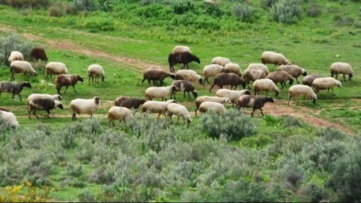 ΥΠΑΑΤ: 50 εκατομμύρια ευρώ σε αποζημιώσεις- Ποιοι θα τα πάρουν