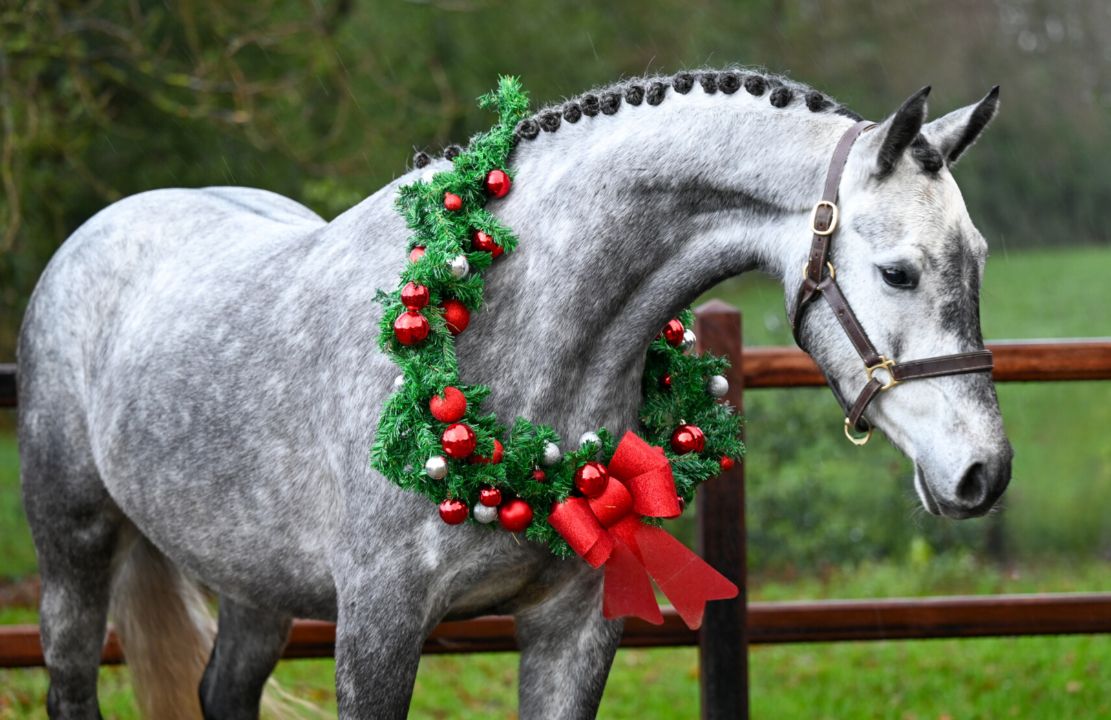 Που θα γίνει χριστουγεννιάτικη γιορτή με άλογα στην Εύβοια