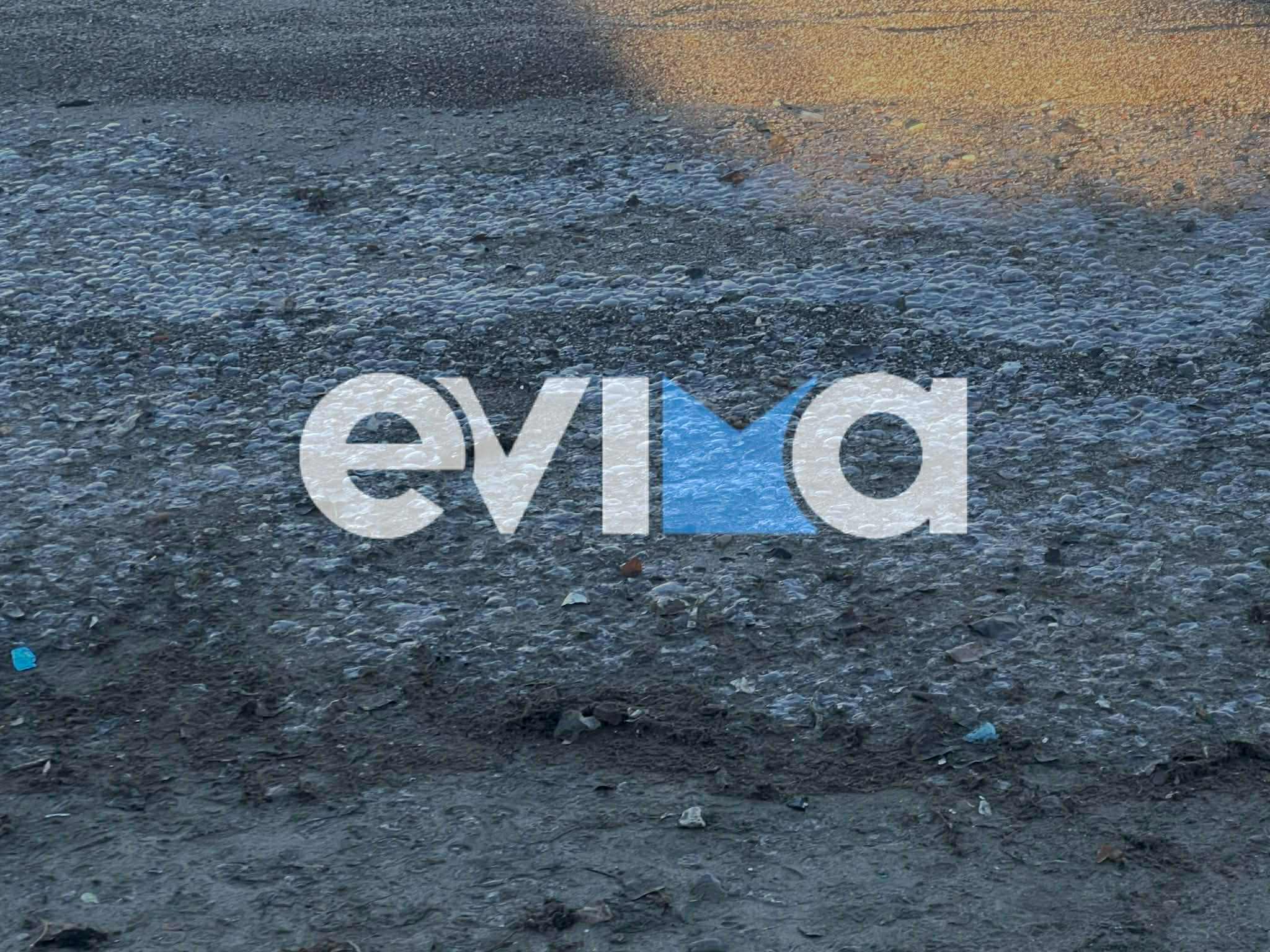 «Πλημμύρισε» από τσούχτρες αυτή η παραλία της Εύβοιας – Εικόνες