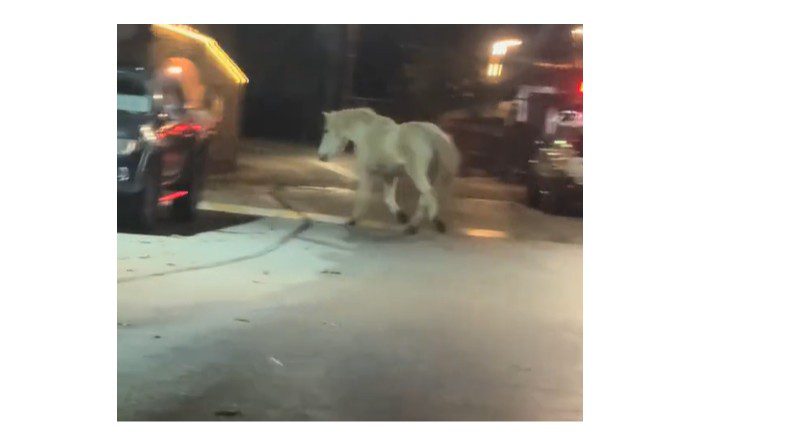 Μοναδική εικόνα στην Ευβοία: Άλογο διασχίζει το χωριό σαν σκηνή από χριστουγεννιάτικη ταινία