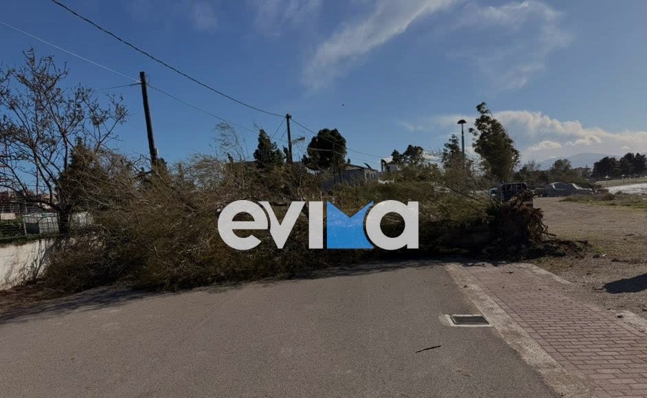 Τρομακτική πτώση δέντρου στο Μπούρτζι Χαλκίδας – Οι ισχυροί άνεμοι σάρωσαν την περιοχή! (pics)