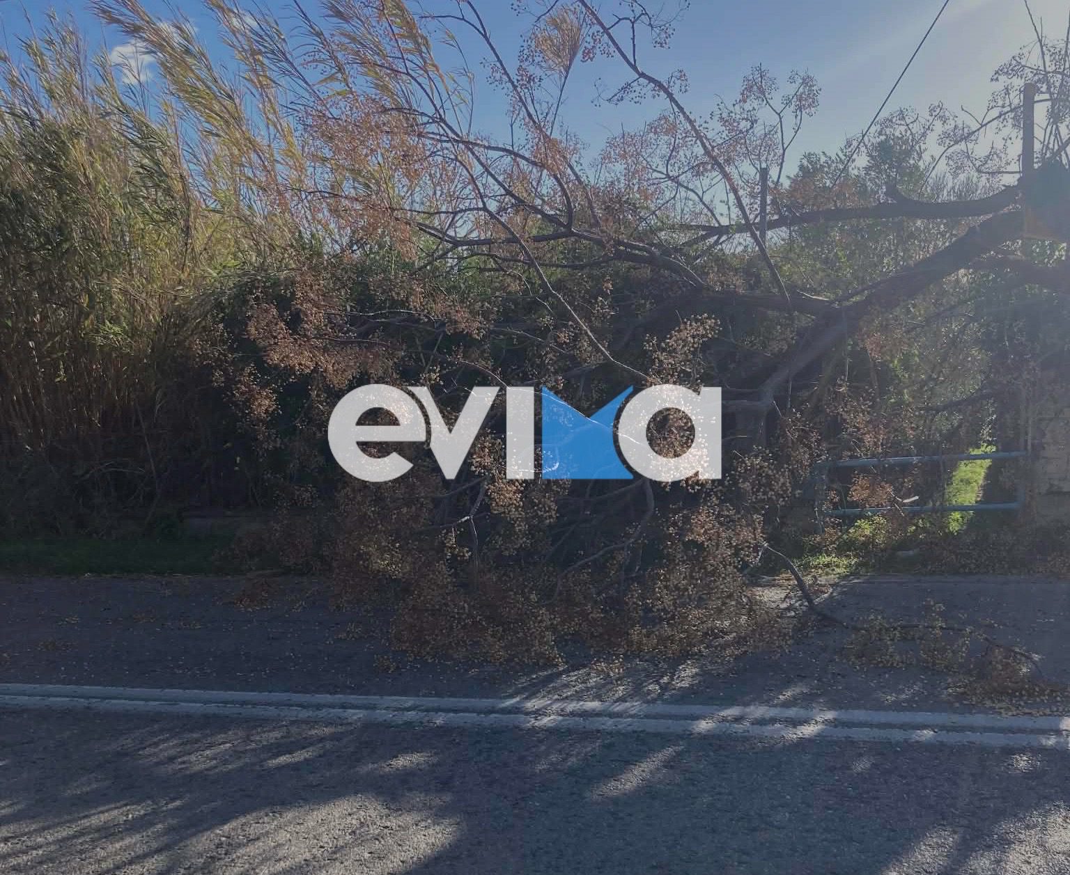 Ερέτρια: Μανιασμένοι άνεμοι ξερίζωσαν δέντρα και προκάλεσαν ζημιές σε κολώνες της ΔΕΗ