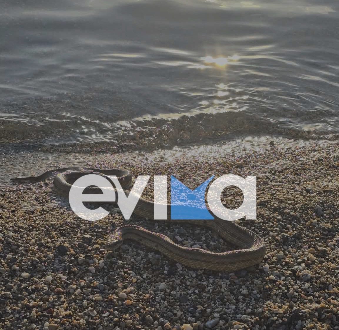 Γιγάντιο φίδι βρέθηκε σε παραλία της Εύβοιας – Βίντεο