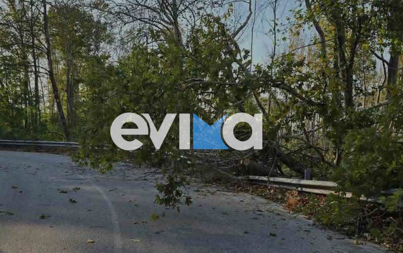 Μεγάλη προσοχή στην Εύβοια: Πτώσεις δέντρων σε αυτές τις περιοχές λόγω ισχυρών ανέμων