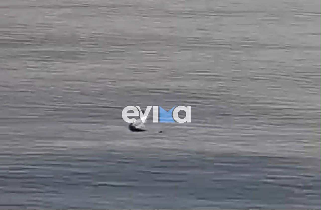 Φίδι κολυμπούσε σε παραλία της Εύβοιας: Συγκλονιστικό βίντεο