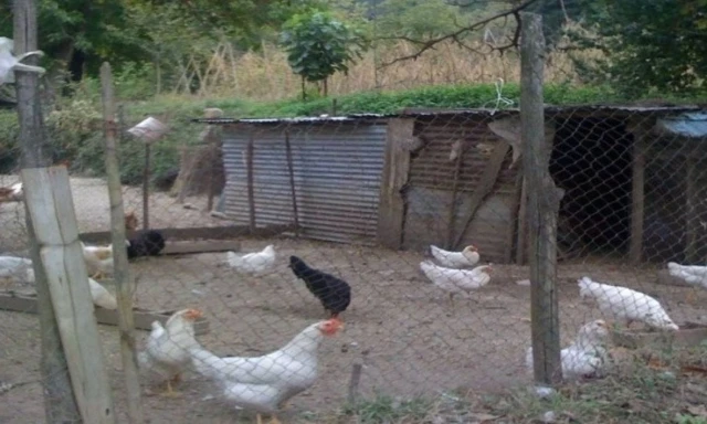 Πρόστιμο 700.000 ευρώ σε άνδρα σκότωσε 14 κότες