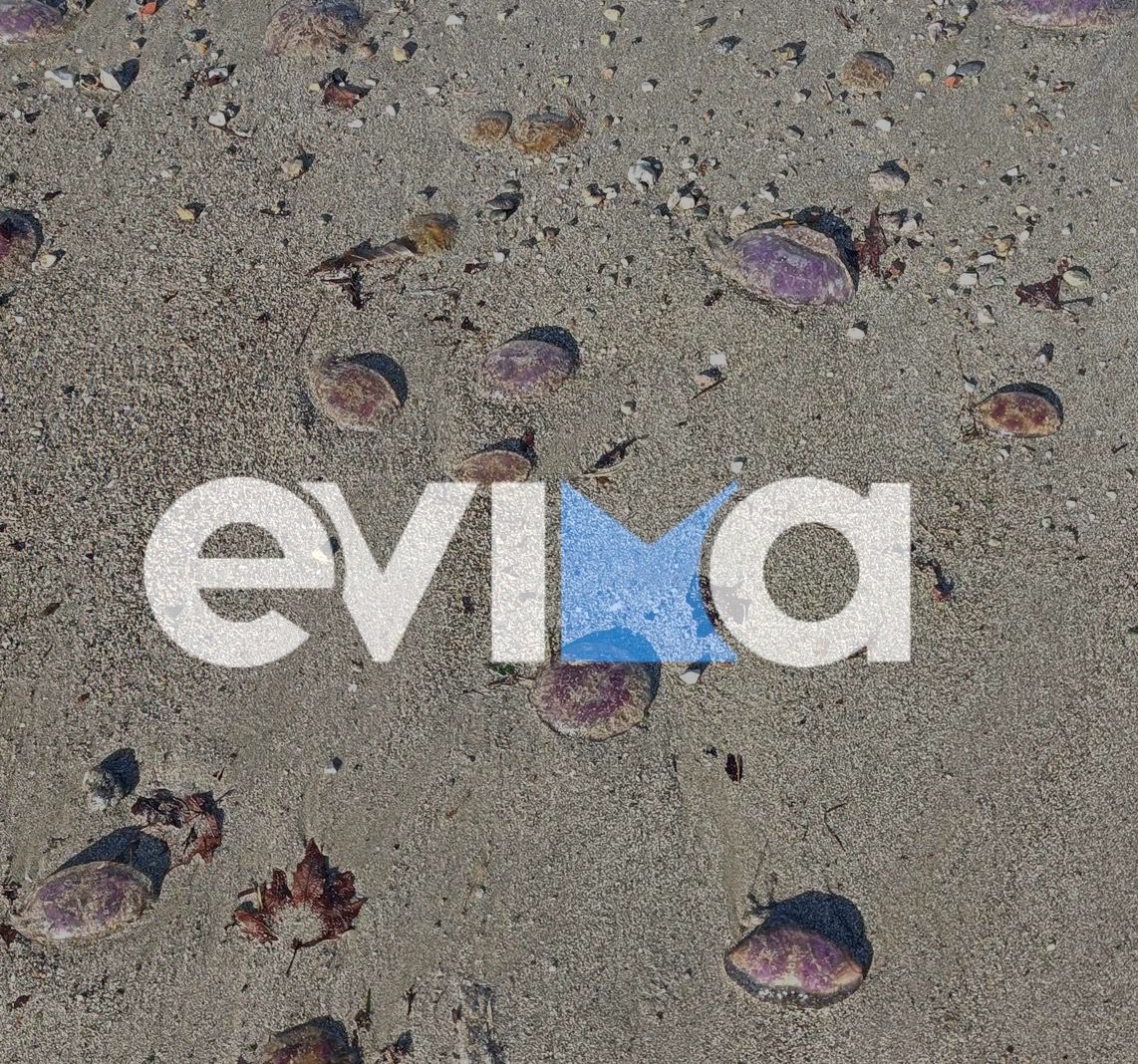 Θάλασσες γεμάτες μωβ μέδουσες στην Εύβοια: Τι εντόπισαν χειμερινοί κολυμβητές