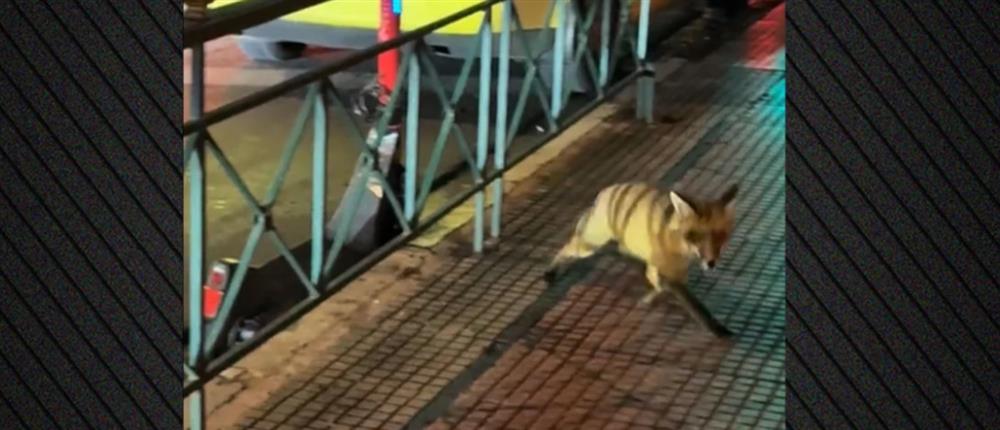 Αλεπού έκοβε βόλτες στο Κολωνάκι – Βίντεο