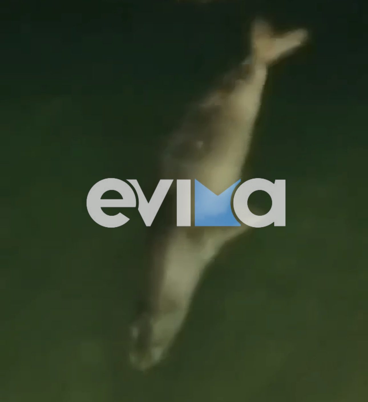 Φώκιες εμφανίστηκαν και λιμάνι της Εύβοιας – Βίντεο