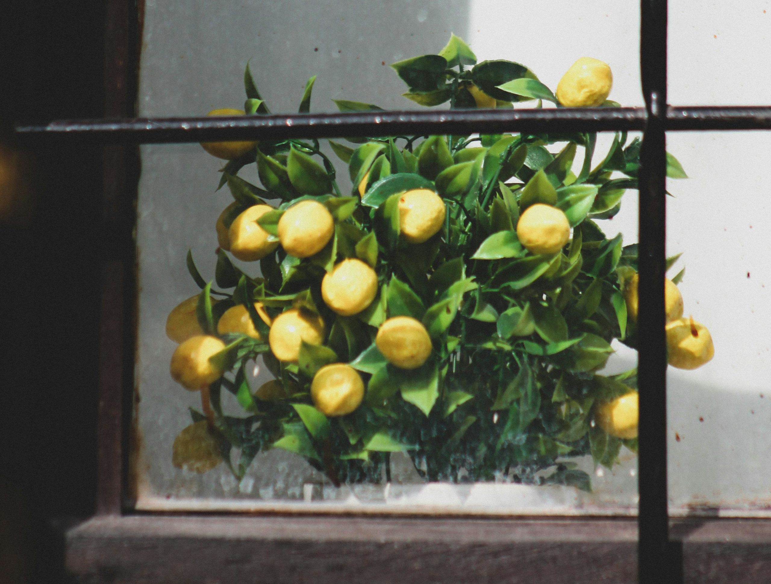 Γιατί τρίβουμε λεμόνι στα ράγες του παραθύρου: